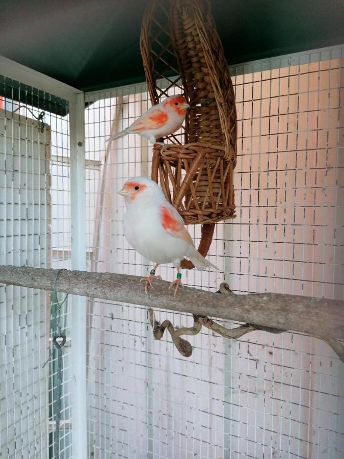 格拉讷河畔奥拉杜尔La Roulotte Des Trois Arbres住宿加早餐旅馆 外观 照片